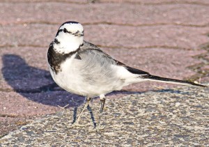 2.2.27　ハクセキレイ　左向き　野鳥