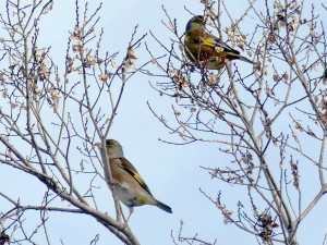 2.3.3 シメ　口ばしが白い　野鳥　