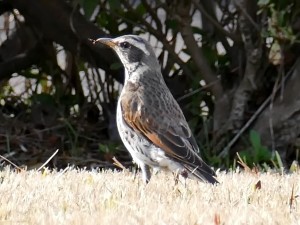 2.3.3　ツグミ　虫をついばんでいます　　富浜緑地の野鳥