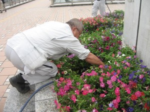 富浜 植替え28.07.06 024