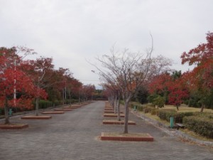 s_dsc019471