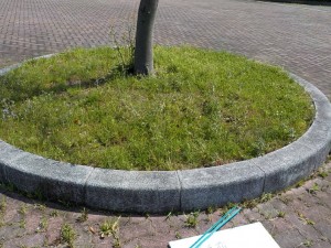 tomihama1