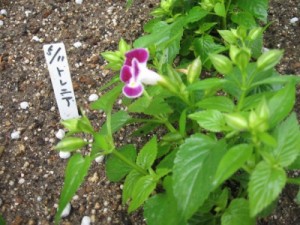 torenia1