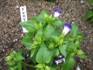 torenia2